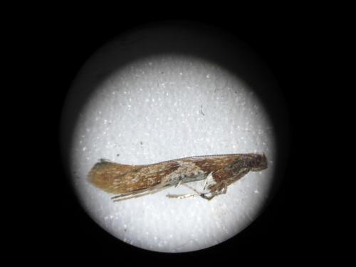 Réf. 318 747 : Caloptilia stigmatella